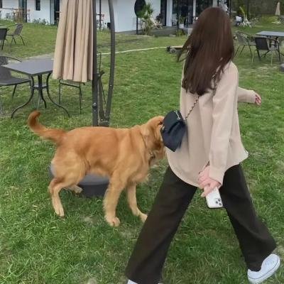 精灵高中之纽约